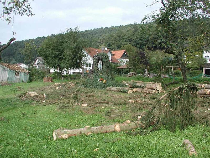 01.JPG - First we had to fell all of the sick trees