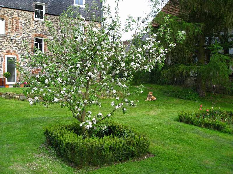12.JPG - The apple tree was just a sapling when we planted it 6 years earlier. Our park is now a place of peace and quiet. It is still evolving as new shrubs and flowers are planted.